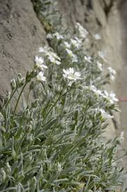 Attēlu rezultāti vaicājumam “Cerastium tomentosum leaf”