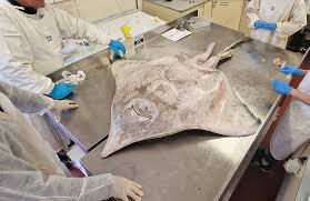 Image result for Dipturus intermedius