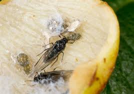 Attēlu rezultāti vaicājumam “Tetraneura ulmi”