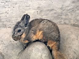 Image result for viscacha
