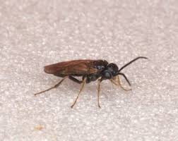 Attēlu rezultāti vaicājumam “Pristiphora maesta”