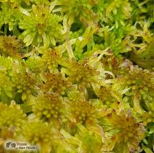 Attēlu rezultāti vaicājumam “Sphagnum angustifolium”