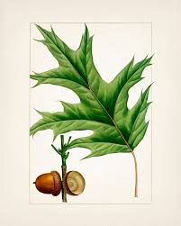 Attēlu rezultāti vaicājumam “Quercus rubra leaf”