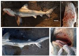 Image result for Paragaleus pectoralis