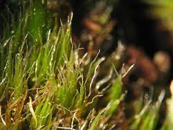Attēlu rezultāti vaicājumam “Campylopus pyriformis sporophyte”