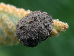 Attēlu rezultāti vaicājumam “Byrrhidae”