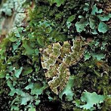 Attēlu rezultāti vaicājumam “Colostygia pectinataria male”