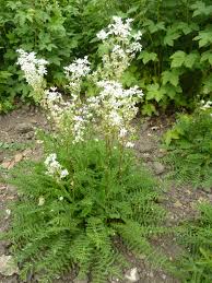 Image result for Filipendula vulgaris