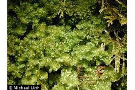 Attēlu rezultāti vaicājumam “Tritomaria”