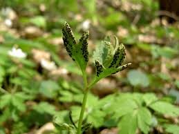 Attēlu rezultāti vaicājumam “Tranzschelia anemones”