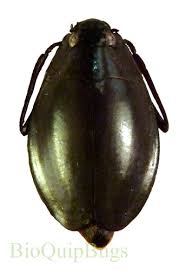 Attēlu rezultāti vaicājumam “Gyrinidae”