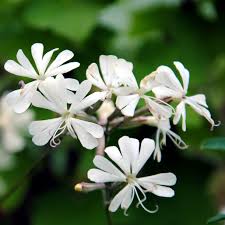 Attēlu rezultāti vaicājumam “Silene nutans flower”