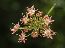 Attēlu rezultāti vaicājumam “Heracleum sphondylium subsp. sibiricum”