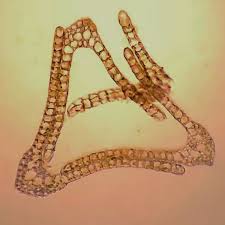 Attēlu rezultāti vaicājumam “Dicranum bonjeanii”