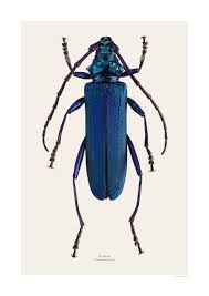 Attēlu rezultāti vaicājumam “Aromia moschata”