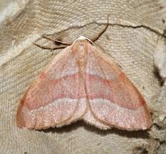 Attēlu rezultāti vaicājumam “Hylaea fasciaria”