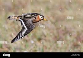Attēlu rezultāti vaicājumam “Phalaropus fulicarius adult”