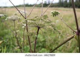 Attēlu rezultāti vaicājumam “Heracleum sphondylium subsp. sibiricum fruit”