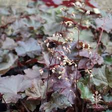 Image result for HEUCHERA americana 'Palace Purple Auslese'