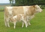 File:Cow with calf dsc06514.jpg - Wikimedia Commons