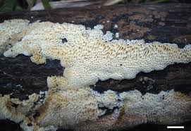 Attēlu rezultāti vaicājumam “Antrodiella semisupina”