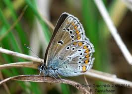 Attēlu rezultāti vaicājumam “Eumedonia eumedon”