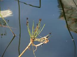 Attēlu rezultāti vaicājumam “Butomus umbellatus fruit”