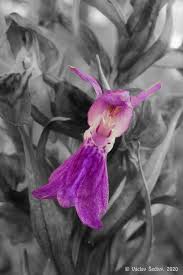 Attēlu rezultāti vaicājumam “Dactylorhiza traunsteineri”