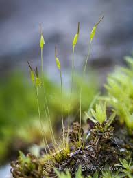 Attēlu rezultāti vaicājumam “Dichodontium pellucidum macro”