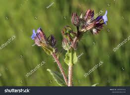 Attēlu rezultāti vaicājumam “Anchusa arvensis flower”