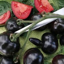 Afbeeldingsresultaat voor earliana tomato