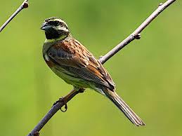Image result for Emberiza cirlus