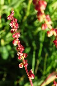 Attēlu rezultāti vaicājumam “Rumex acetosella flower”