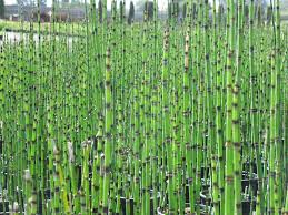 Attēlu rezultāti vaicājumam “Equisetum”