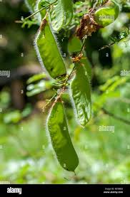 Attēlu rezultāti vaicājumam “Cytisus scoparius fruit”