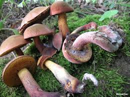 Attēlu rezultāti vaicājumam “Boletus luridus”