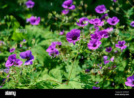Attēlu rezultāti vaicājumam “Geranium bohemicum leaf”