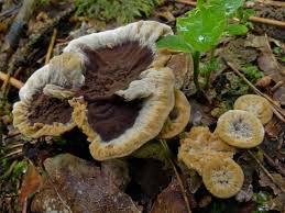 Attēlu rezultāti vaicājumam “Onnia tomentosa”