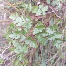 Attēlu rezultāti vaicājumam “Peucedanum oreoselinum”