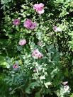Opium poppy (Papaver somniferum). On Berengrave nature reserve. - via Daymix