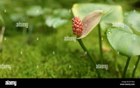 Attēlu rezultāti vaicājumam “Calla palustris fruit”