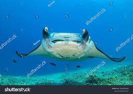 Image result for Mobula birostris