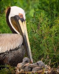 Attēlu rezultāti vaicājumam “Emberiza schoeniclus nest”