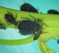 Attēlu rezultāti vaicājumam “Aphis farinosa”