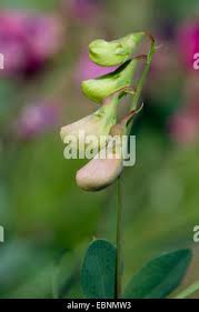 Attēlu rezultāti vaicājumam “Lathyrus tuberosus bud”