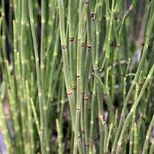 Attēlu rezultāti vaicājumam “Equisetum hyemale”