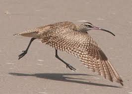 Attēlu rezultāti vaicājumam “Numenius phaeopus”