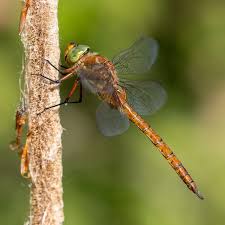 Attēlu rezultāti vaicājumam “Coenagrion armatum male”