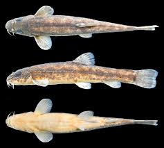 Attēlu rezultāti vaicājumam “Barbatula barbatula”