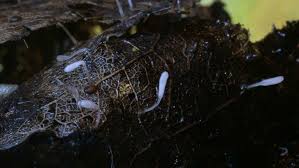 Attēlu rezultāti vaicājumam “Typhula setipes”